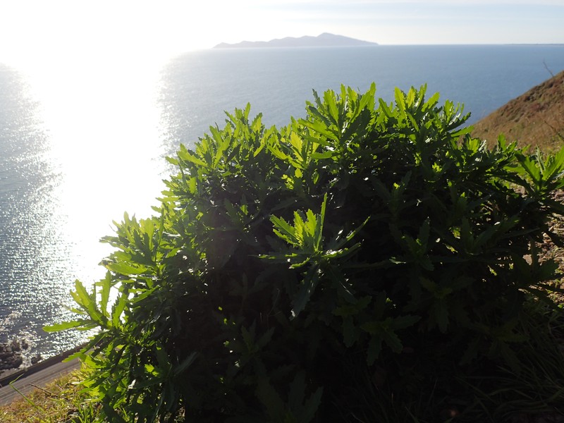 Senecio glastifolius photo 2