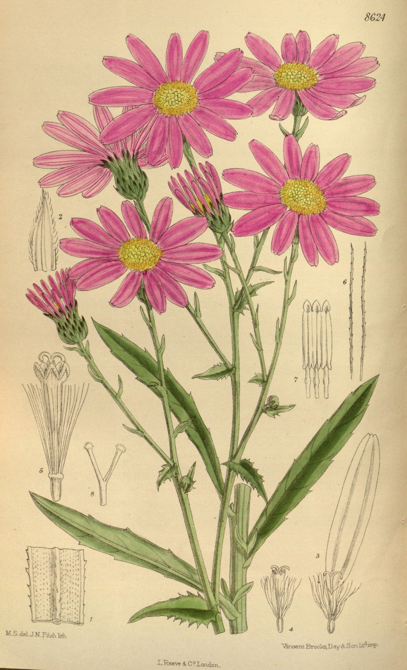 Senecio glastifolius photo 3
