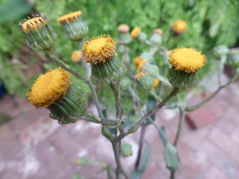Senecio glastifolius photo 4