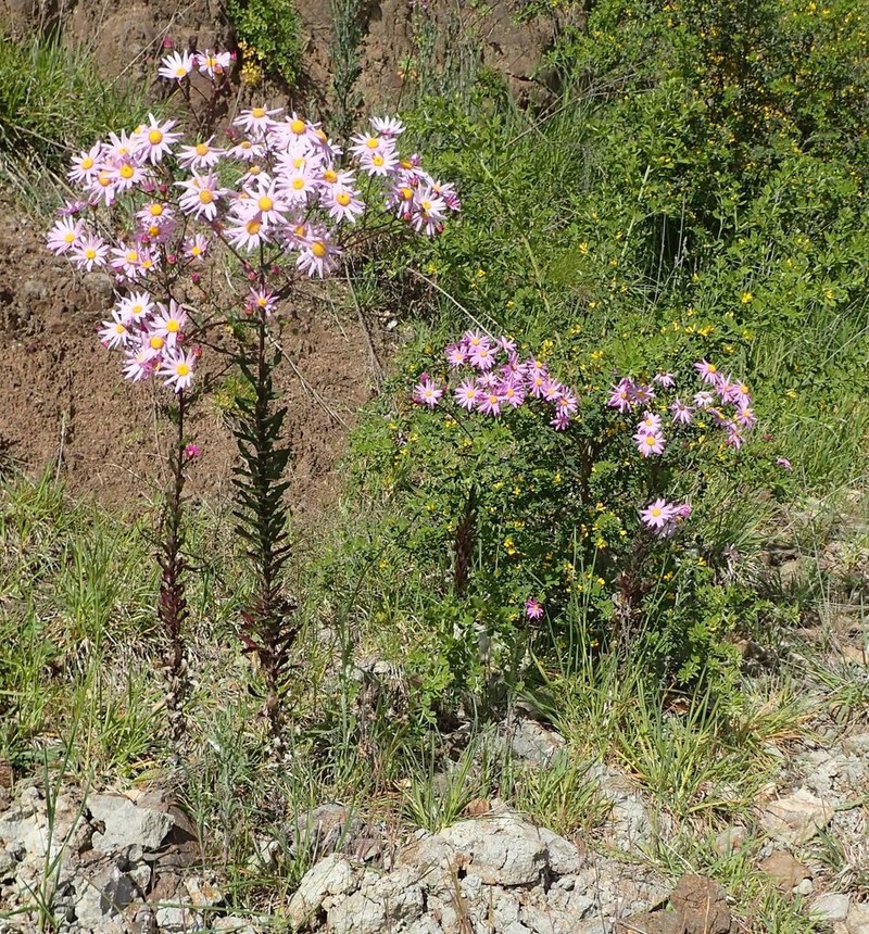 Senecio glastifolius photo 5