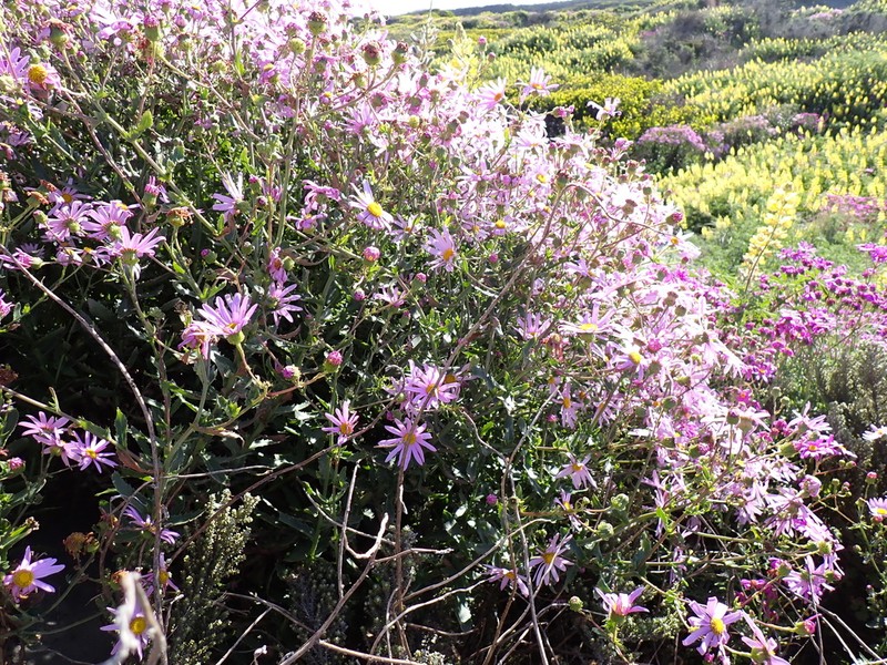 Senecio glastifolius photo 6