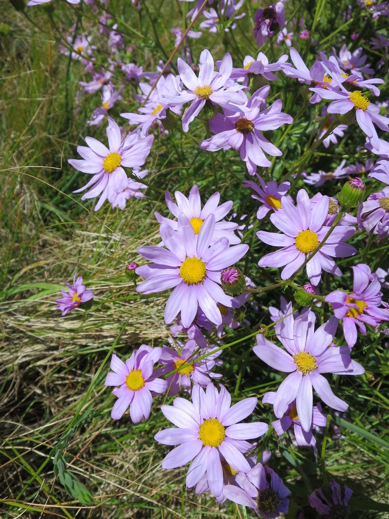Senecio glastifolius photo 7