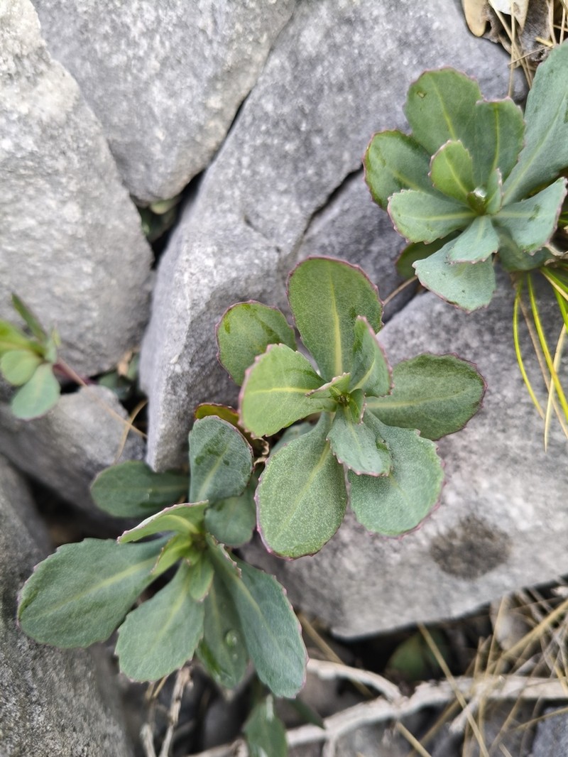 Senecio glaucophyllus