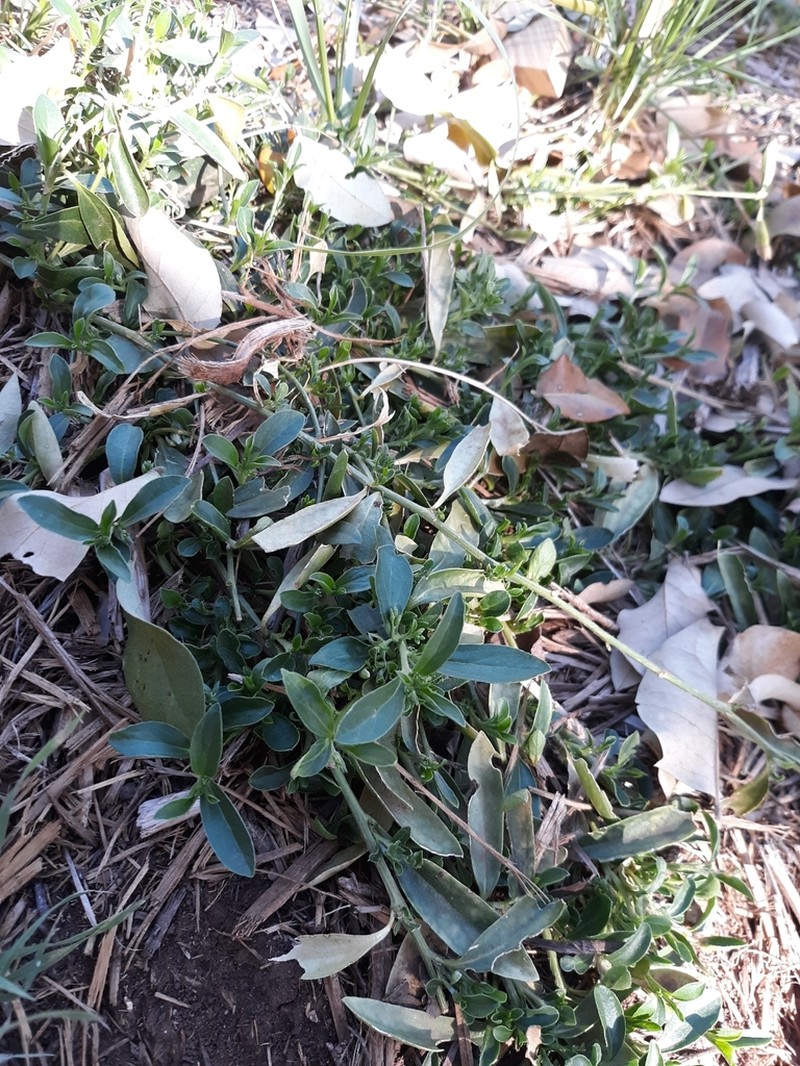 Senecio glaucophyllus photo 2