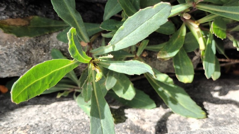 Senecio glaucophyllus photo 3
