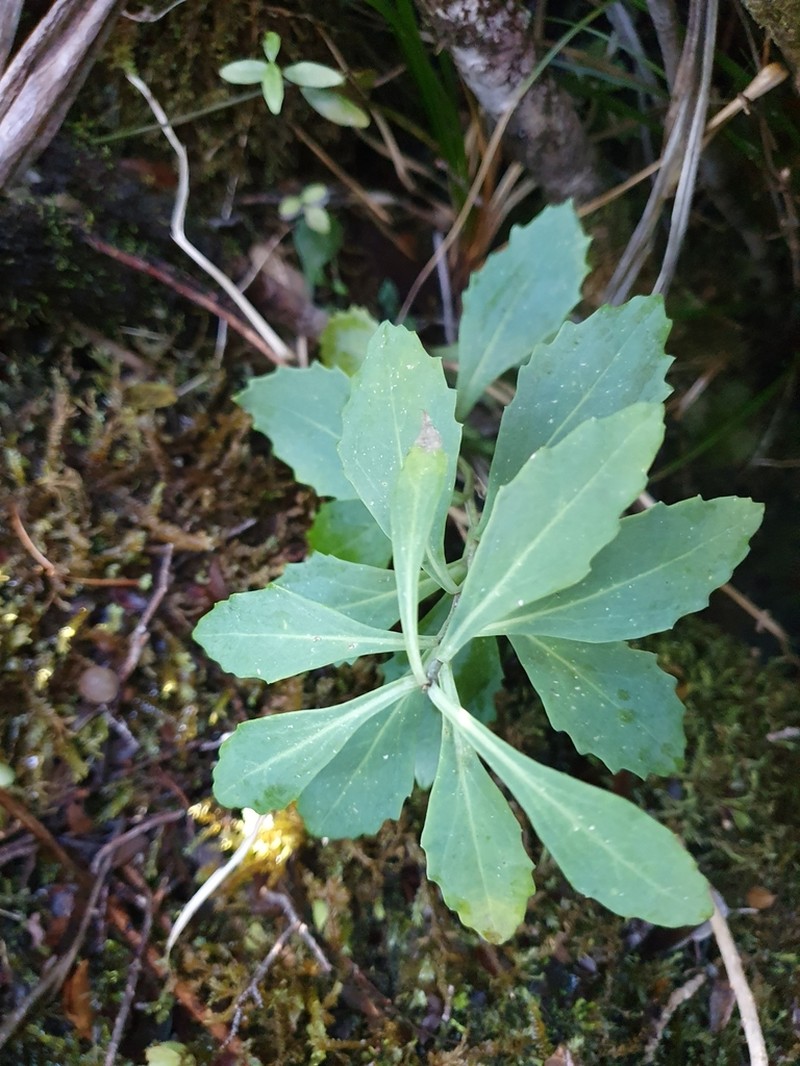 Senecio glaucophyllus photo 4