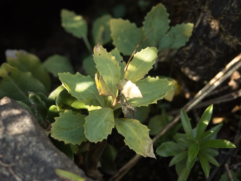 Senecio glaucophyllus photo 5