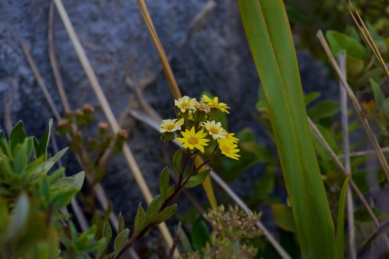 Senecio glaucophyllus photo 6
