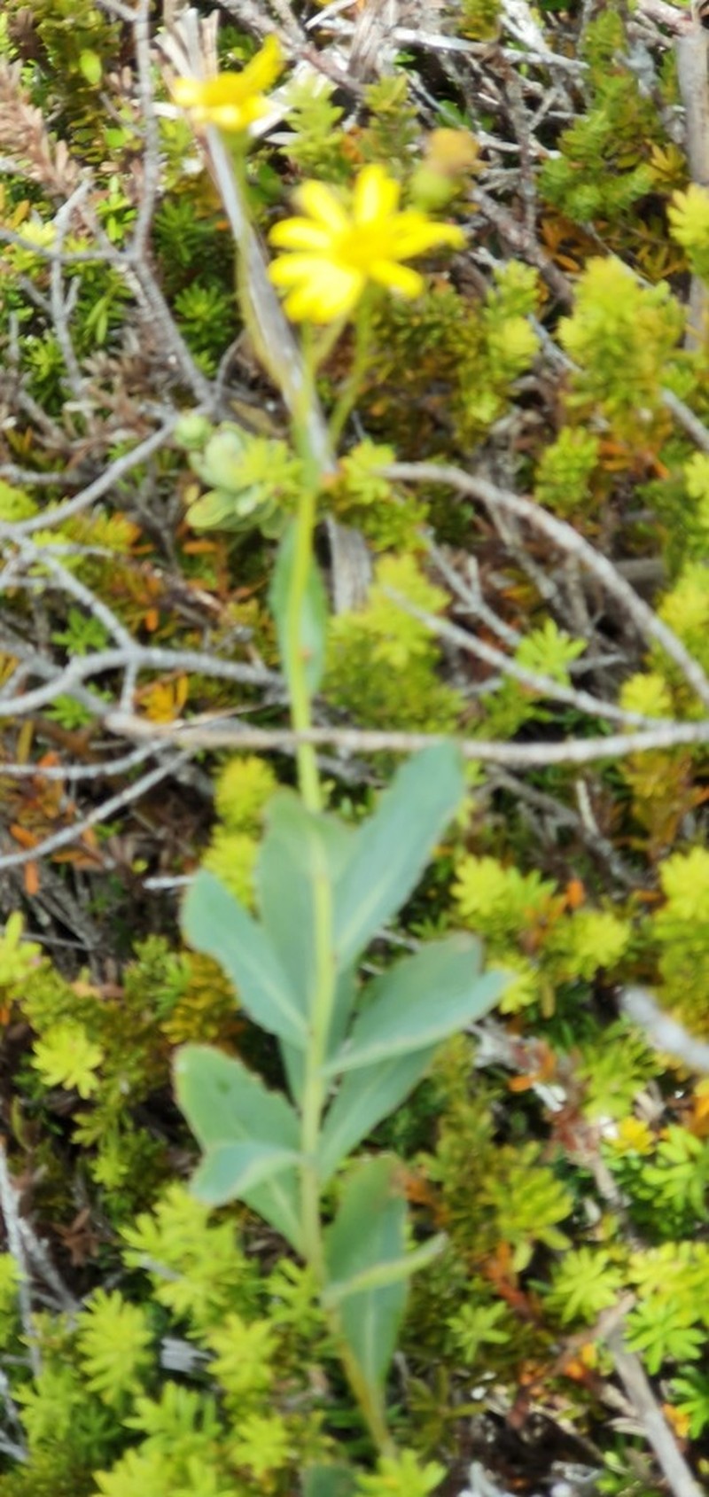 Senecio glaucophyllus photo 7