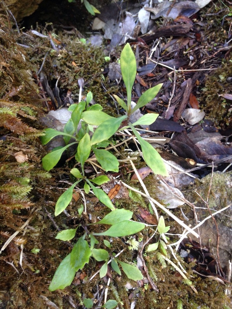 Senecio glaucophyllus photo 8