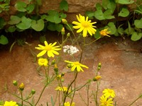 Senecio glaucus