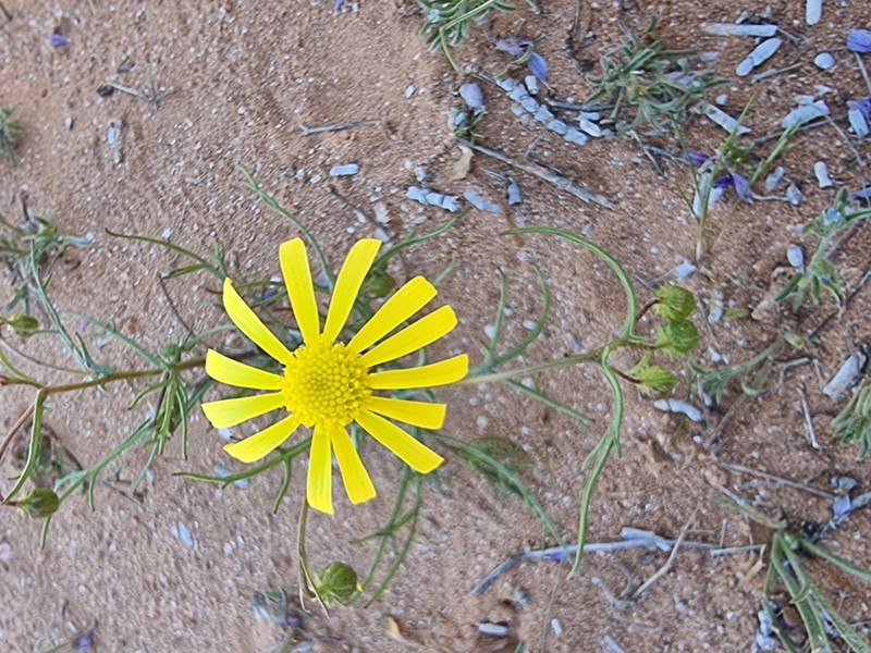 Senecio glaucus photo 3