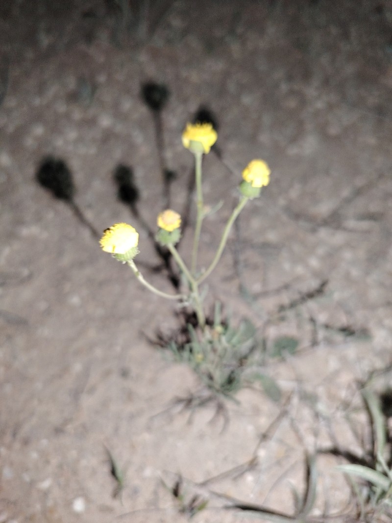 Senecio glaucus photo 4