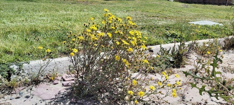 Senecio glaucus photo 5