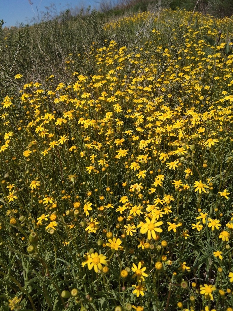 Senecio glaucus photo 6
