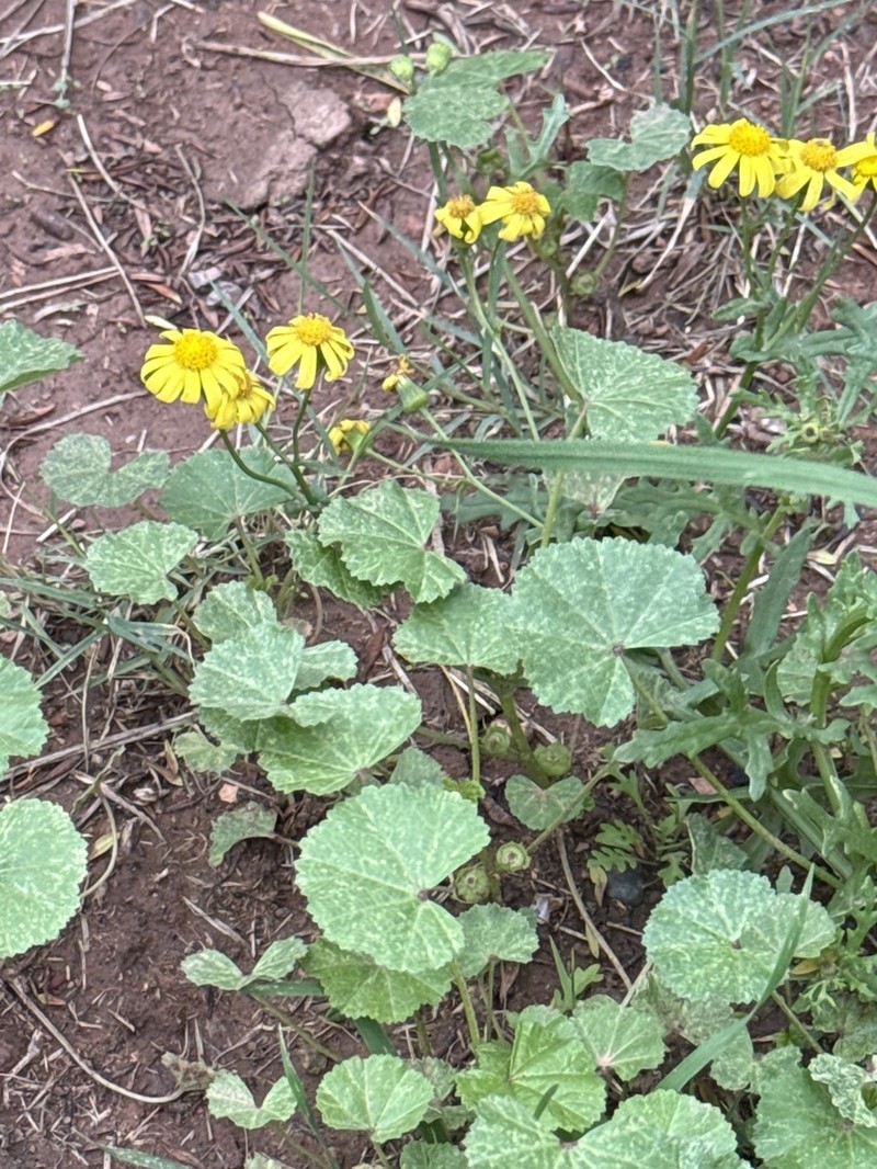 Senecio glaucus photo 7