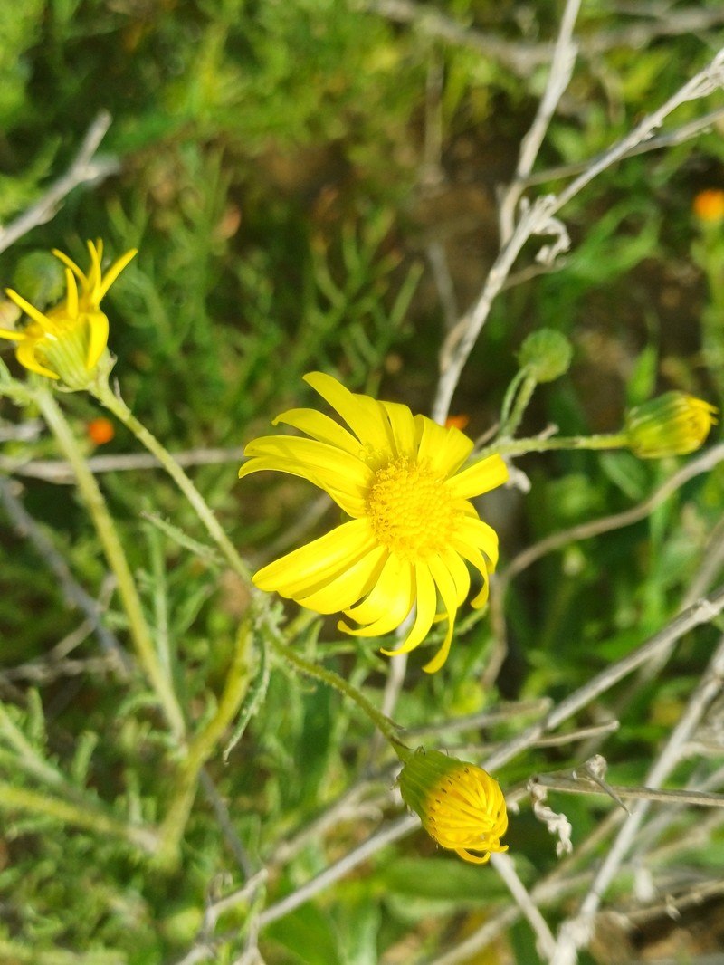 Senecio glaucus subsp. coronopifolius