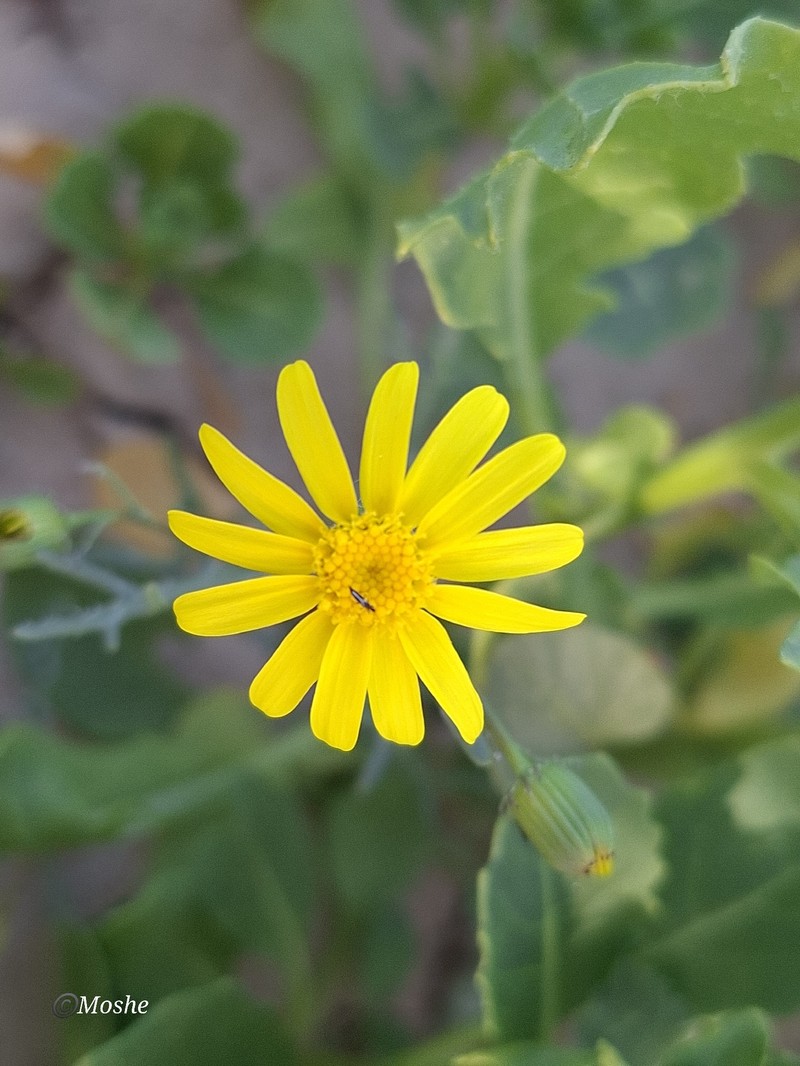 Senecio glaucus subsp. coronopifolius photo 2
