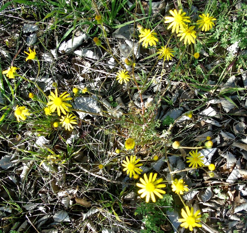 Senecio glaucus subsp. coronopifolius photo 3