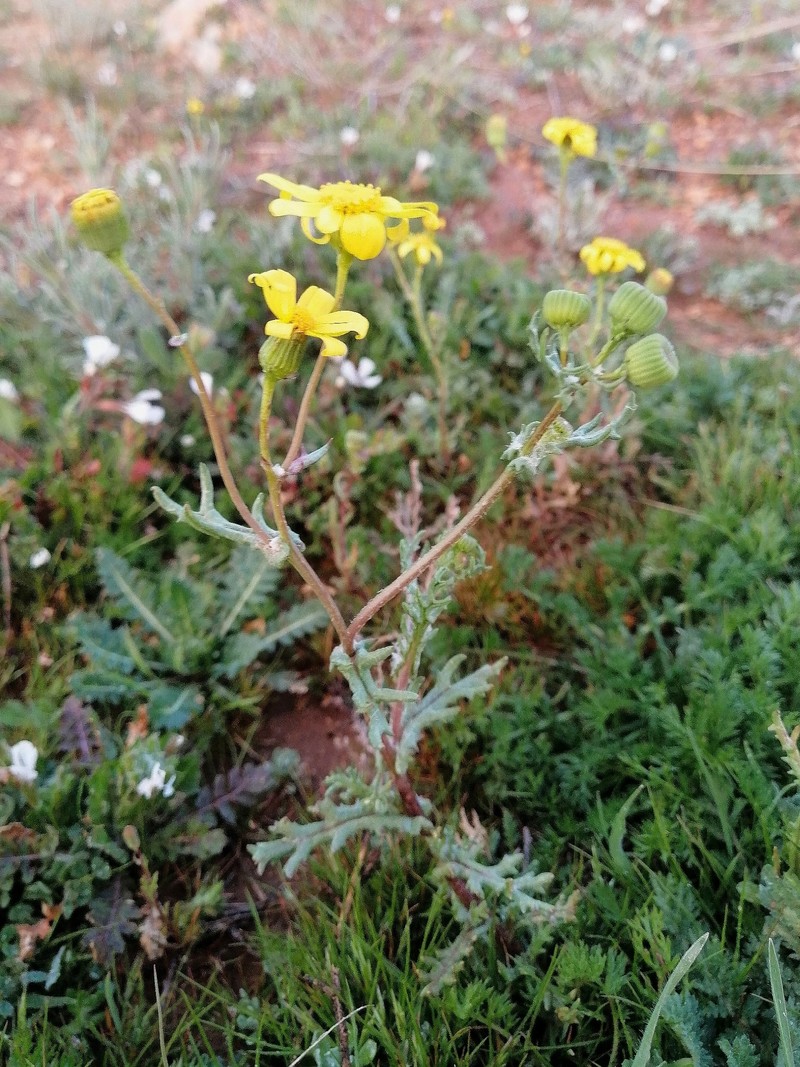 Senecio glaucus subsp. coronopifolius photo 4