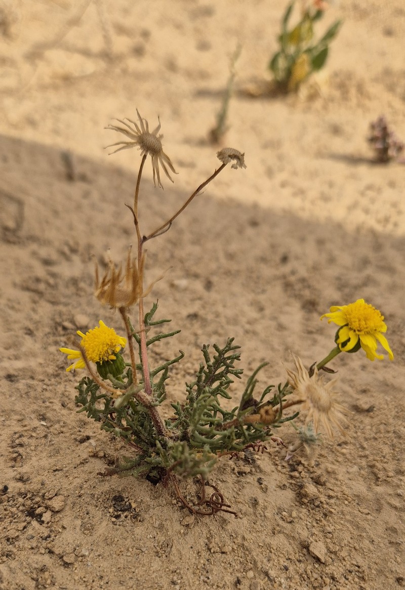 Senecio glaucus subsp. coronopifolius photo 5