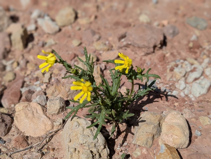 Senecio glaucus subsp. coronopifolius photo 6