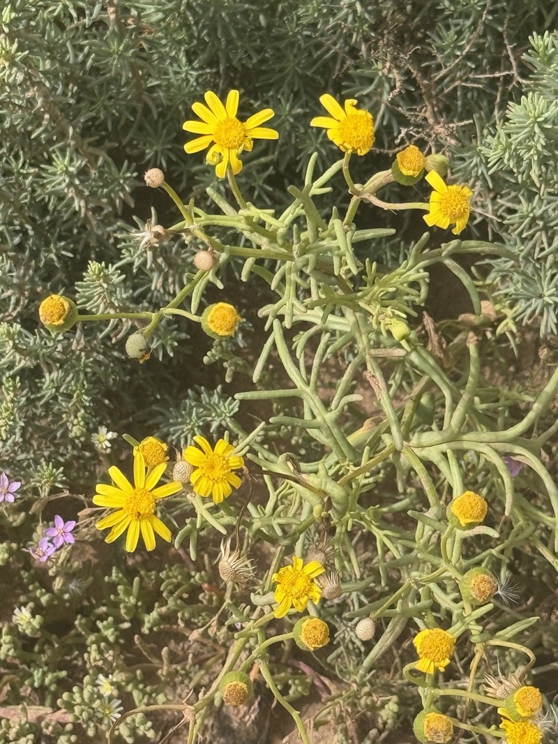 Senecio glaucus subsp. coronopifolius photo 7