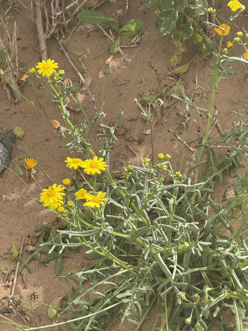 Senecio glaucus subsp. coronopifolius photo 8