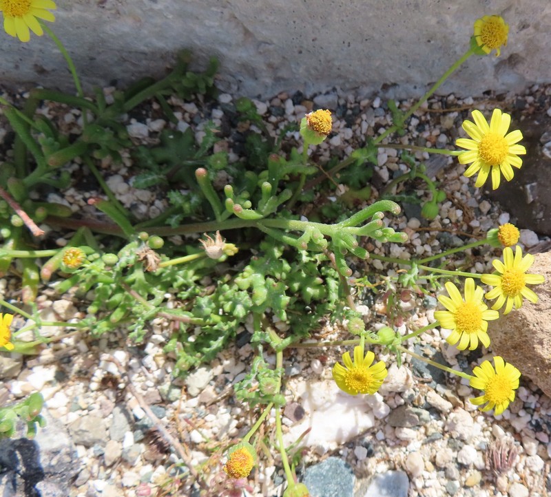 Senecio glaucus subsp. cyprius