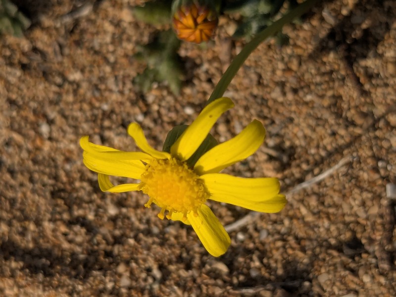 Senecio glaucus subsp. cyprius photo 2