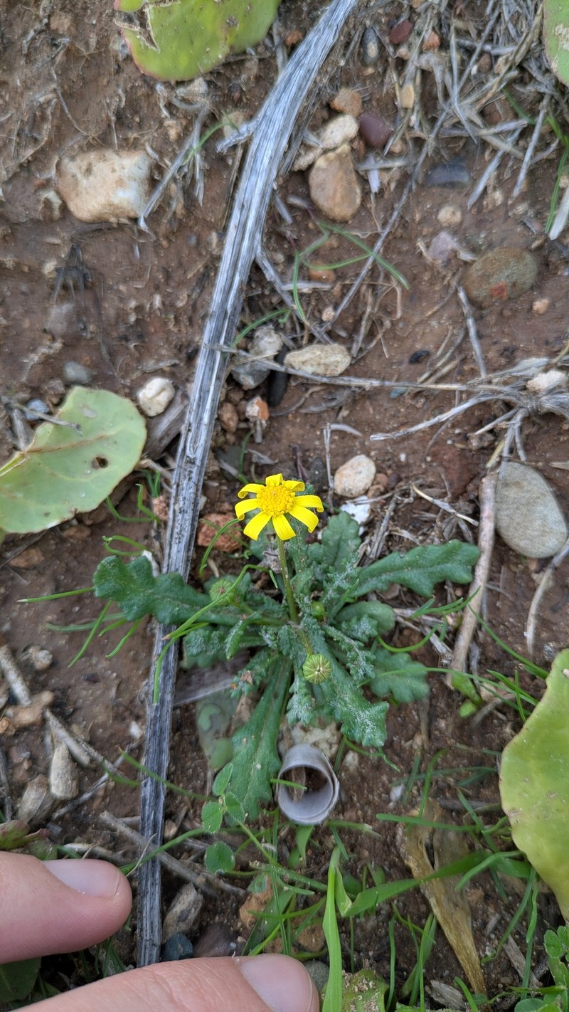 Senecio glaucus subsp. cyprius photo 3
