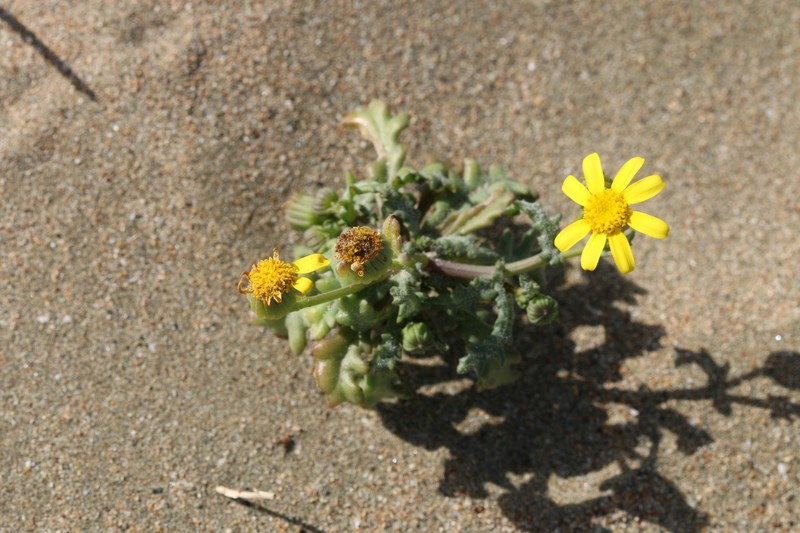 Senecio glaucus subsp. cyprius photo 4