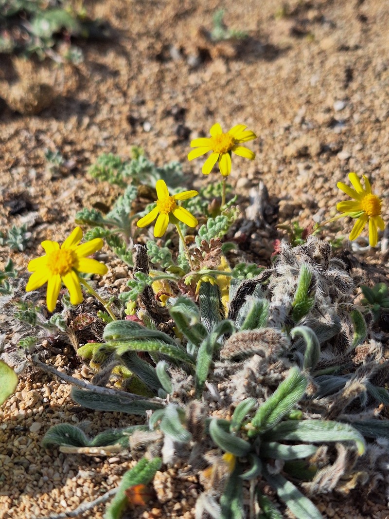 Senecio glaucus subsp. cyprius photo 5