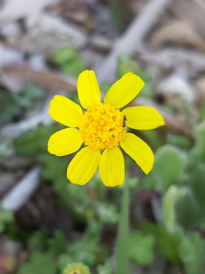 Senecio glaucus subsp. cyprius photo 6