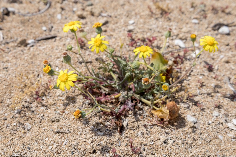 Senecio glaucus subsp. cyprius photo 7