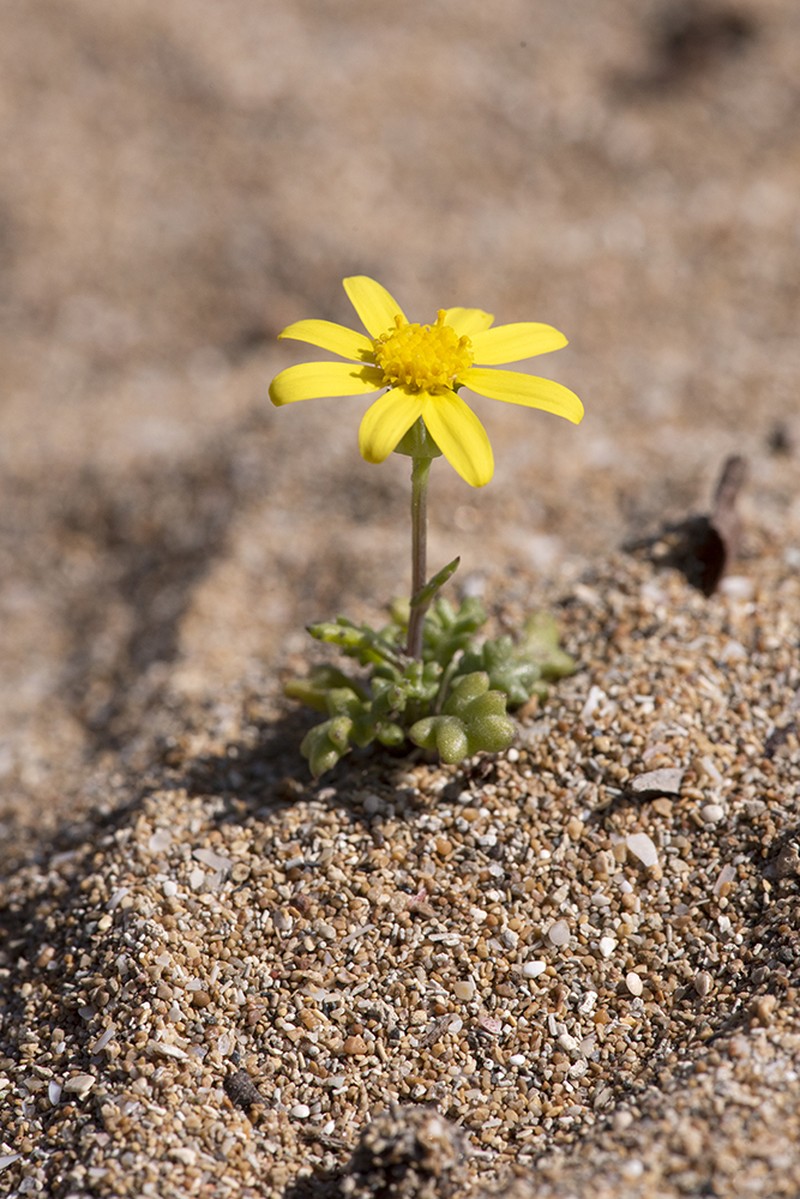 Senecio glaucus subsp. cyprius photo 8