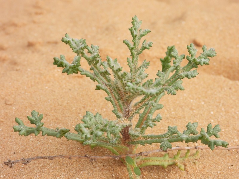 Senecio glaucus subsp. glaucus