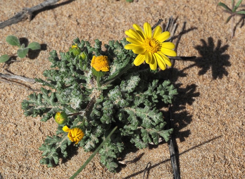 Senecio glaucus subsp. glaucus photo 2