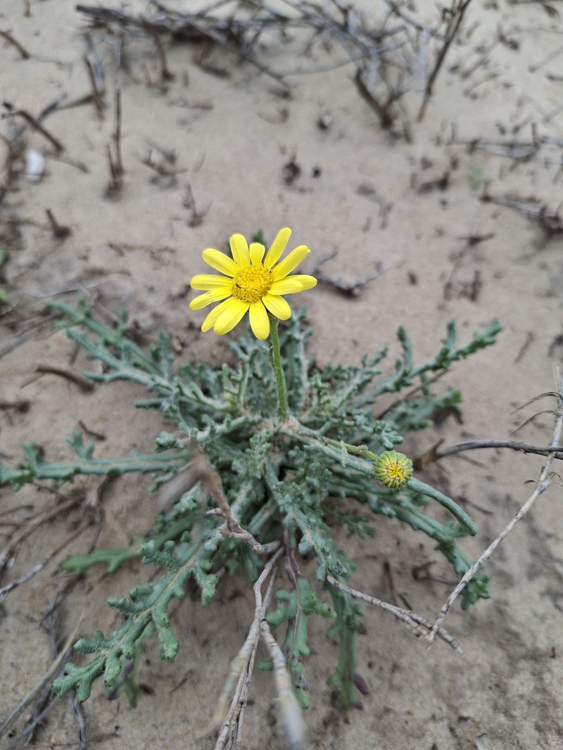 Senecio glaucus subsp. glaucus photo 3