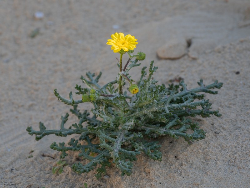 Senecio glaucus subsp. glaucus photo 4