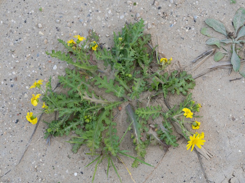 Senecio glaucus subsp. glaucus photo 5