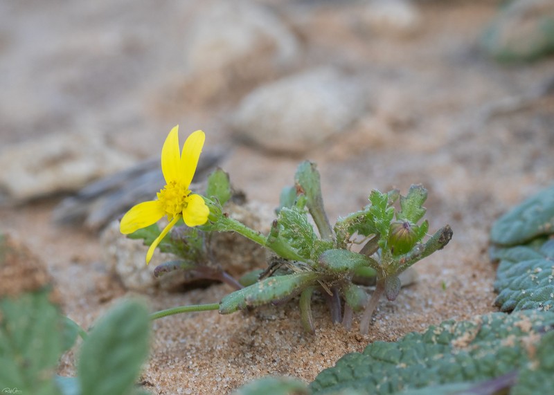 Senecio glaucus subsp. glaucus photo 6