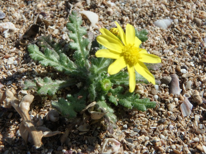 Senecio glaucus subsp. glaucus photo 7