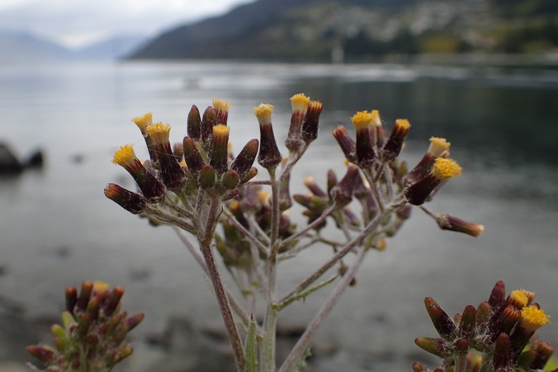 Cutleaf Burnweed photo 4