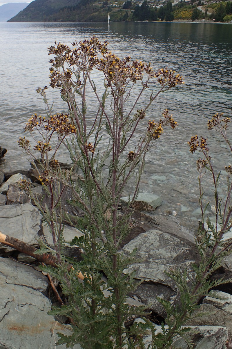 Cutleaf Burnweed photo 5
