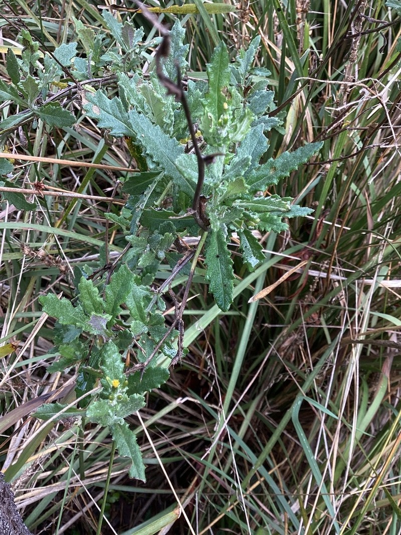Cutleaf Burnweed photo 6