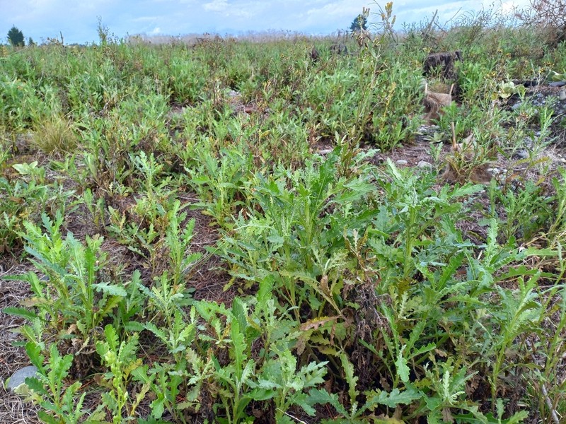 Cutleaf Burnweed photo 7
