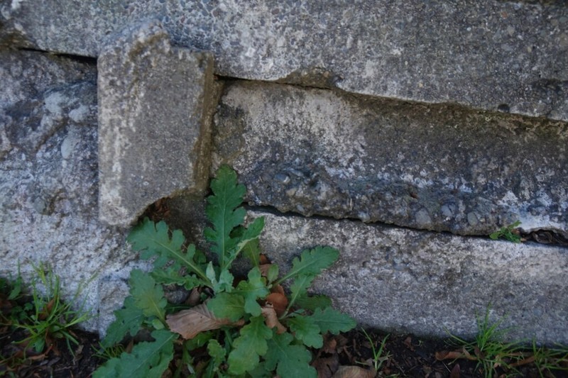 Cutleaf Burnweed photo 8