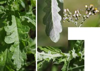 Cutleaf Burnweed