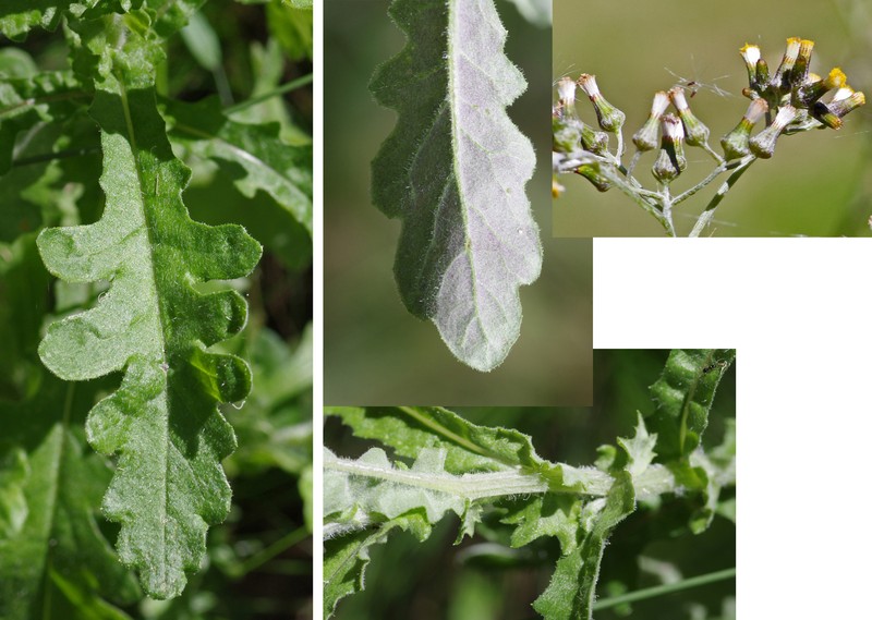 Cutleaf Burnweed